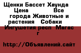 Щенки Бассет Хаунда  › Цена ­ 25 000 - Все города Животные и растения » Собаки   . Ингушетия респ.,Магас г.